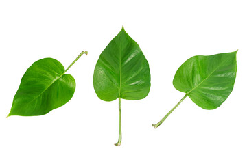 Set of Green leaf isolated on white background . Tropical exotic  foliage