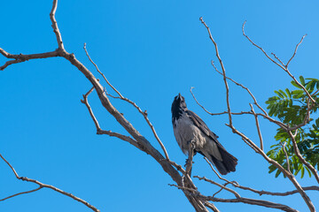 crow perched on dry tree branch, blue sky background