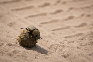 Dung beatle