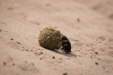 Dung Beatle