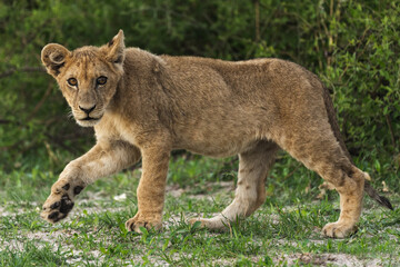Lion cub