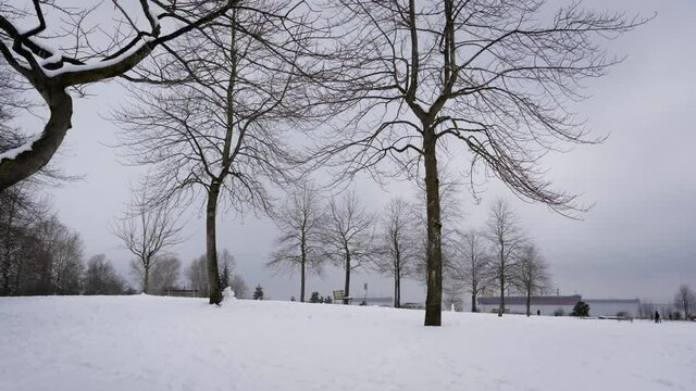 Falling snow covers ground and trees
