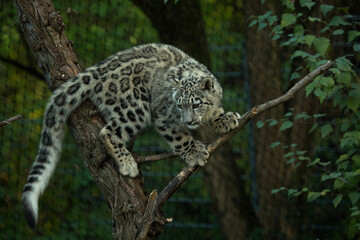 Snow leopard (Panthera uncia) in zoo.