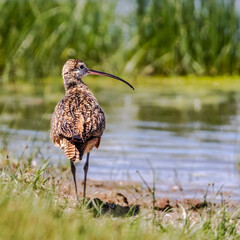 Long-billed curlew in its wetland habitat