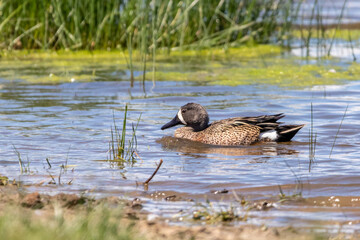 Blue-winged teal in its wetland habitat