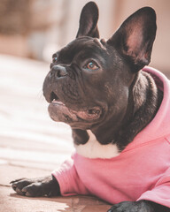 french bulldog portrait