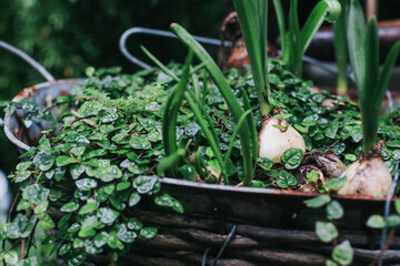 Garlic with vegetable plants growing in vegetables garden. Organic and healthy food.