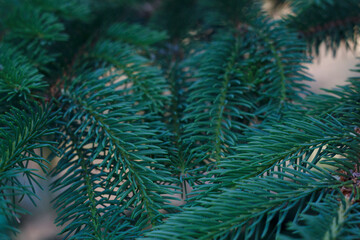 Blue christmas tree branches with close up. Firs natural background.