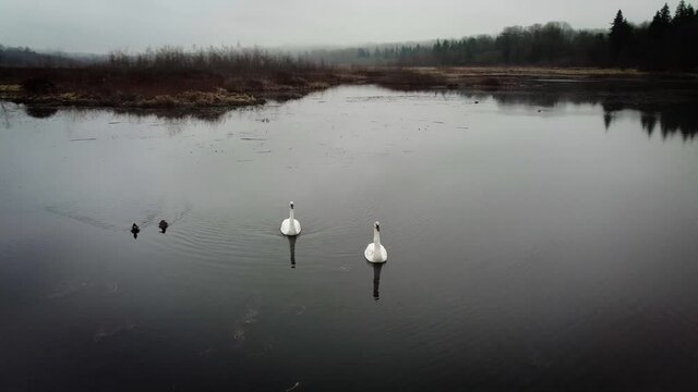 Two swans on the lake
