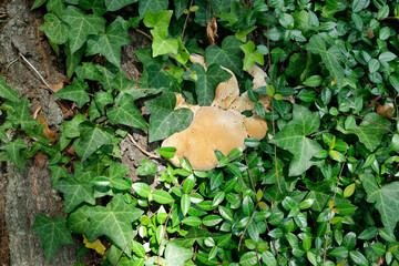 Mushroom fungus growing in ivy.