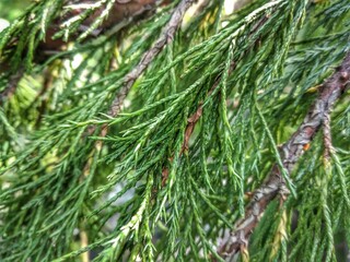 Beautiful green thorny spruce branches