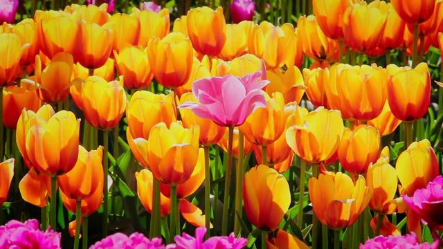 A field of yellow and pink tulips