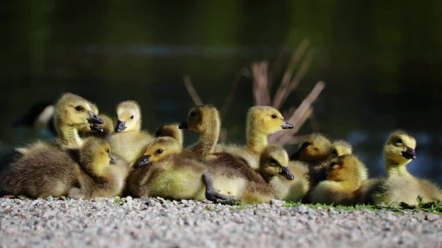 A brood of resting ducklings are alert