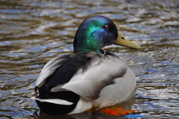 Duck smiling back at you.