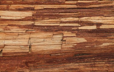 Close-up of petrified wood in Petrified Forest National Park, Arizona