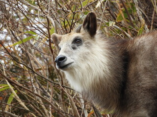 二ホンカモシカ