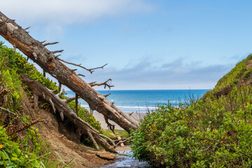 tree on the shore