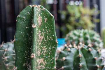 Hylocereus undatus cactus having problem with scale insect attached and sucking sap from this...