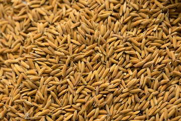 Background from pile of paddy rice and and rice seed, Brown of rice grain and close-up of rice pile