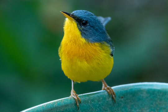 Tropical Parula (Setophaga pitiayumi) is a small New World warbler. It is a small passerine bird.