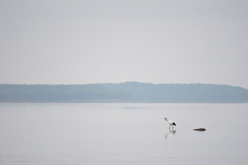 Red-crowned crane at Lake Furen