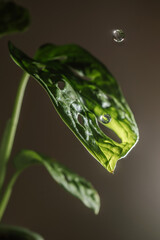 Drops drip on the leaves of domestic plants.
