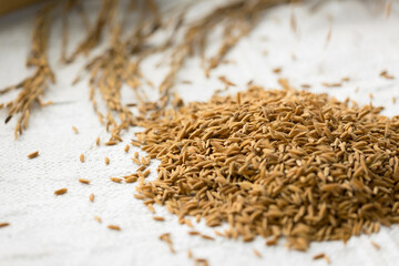 Background from pile of paddy rice and and rice seed, Brown of rice grain and close-up of rice pile