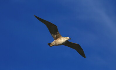 gaviota disfrutando el viento sobre el mar