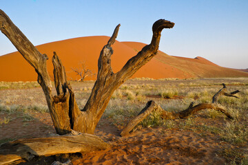 Dead trees at Dune 45, Namib-Naukluft Park, Namibia