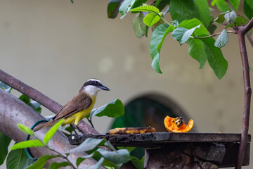 bird on a branch