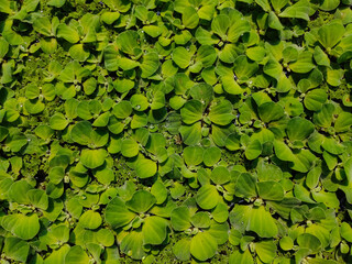 Pistia is a genus of aquatic plant in the arum family, Araceae. It is the sole genus in the tribe Pistieae which reflects its systematic isolation within the family.