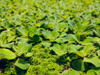 Azolla filiculoides is a species of Azolla, native to warm temperate and tropical regions of the Americas as well as most of the old world including Asia and Australia.