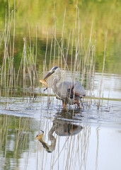 great blue heron with fish in beak