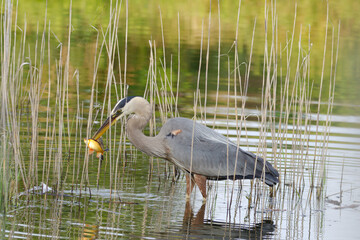 great blue heron with fish in beak