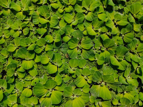 Pistia is a genus of aquatic plant in the arum family, Araceae. It is the sole genus in the tribe Pistieae which reflects its systematic isolation within the family.