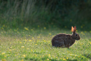 rabbit sitting in the grass field