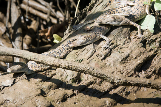 Three baby saltwater crocodiles (Crocodylus porosus) resting on a log.