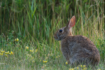 Fototapeta premium rabbit sitting in the grass field