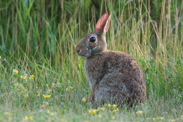 rabbit sitting in the grass field
