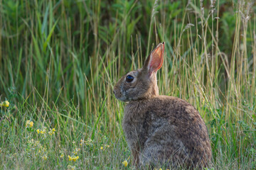 rabbit sitting in the grass field