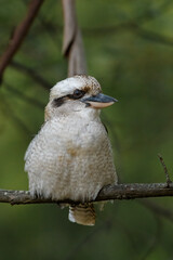 A Laughing Kookaburra