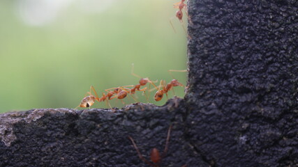 Close up shot of army of orange color ants walking on wall with blurry background