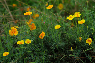 yellow and red tulips