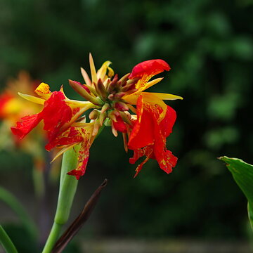 red and yellow canna