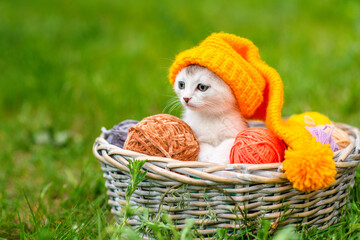 Small white fluffy kitten sitting in a wicker basket with multi-colored balls of wool with a yellow...