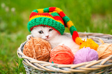 Small white fluffy kitten sitting in a wicker basket with multi-colored balls of wool with a multi-colored cap on his head against a background of green grass