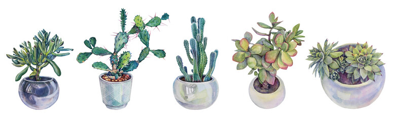 Set watercolor plant in pot succulent crassula ovata, cactus, opuntia isolated on white background. Hand-drawn botanical object for sticker, florist, wallpaper, textile, sketchbook, wrapping