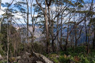 Fototapeta na wymiar view from the top of a mountain through the bushland trees