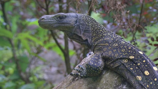 Crocodile Monitor Reptile Lying On Rocks At The Forest. - Close Up Shot