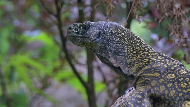 Close up Of Head And Face Of Crocodile Monitor Curiously Looking Around.